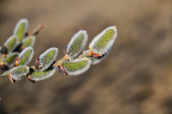 Willow flowers on a branch, blooming pussy willow in the spring forest. Palm Sunday symbol, earrings for Easter background. delicate flowers of willow in spring, symbols of spring.