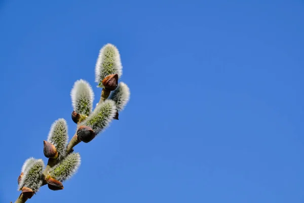 Willow flowers on a branch, blooming pussy willow in the spring forest. Palm Sunday symbol, earrings for Easter background. delicate flowers of willow in spring, symbols of spring.