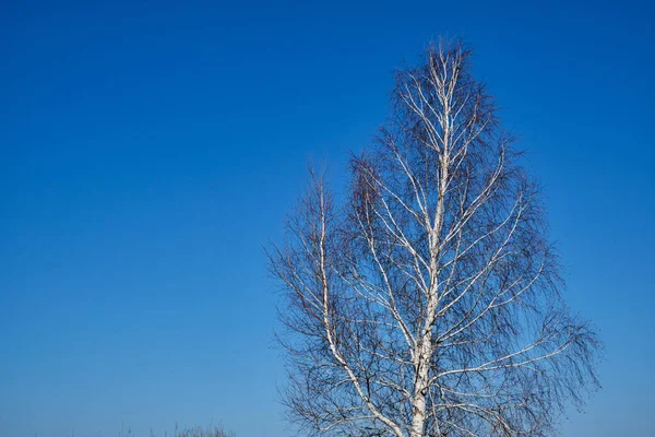 Mavi bulutsuz gökyüzüne karşı yapraksız bir huş ağacının üst dalları. Mavi gökyüzünün arka planında bir huş ağacı.