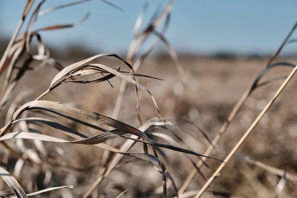 Kuru çimen çiçekleri rüzgarda savrulur tarlada.