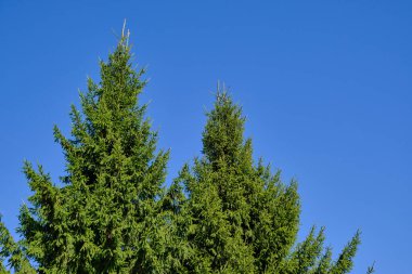 Baharda ladin, mavi gökyüzüne karşı ladin, gündoğumunda çam..