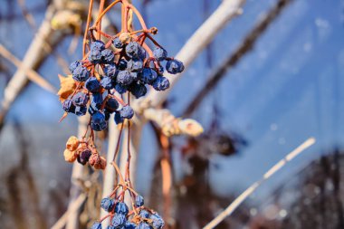 Bulanık arkaplanı olan izole mavi kuru meyveler.