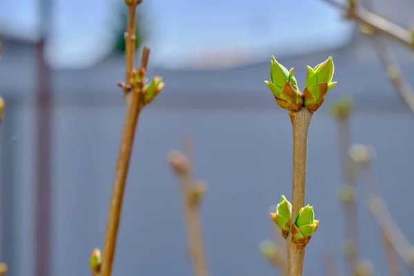 Baharda dallarda yeşil tomurcuklar. Doğa ilkbaharda çiçek açar. Bokeh bulanık arkaplan