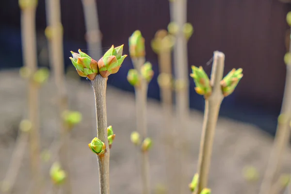 Baharda dallarda yeşil tomurcuklar. Doğa ilkbaharda çiçek açar. Bokeh bulanık arkaplan