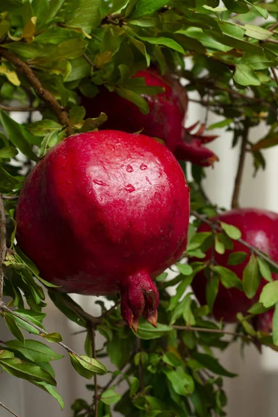 pomegranates on branches, vertical, no people