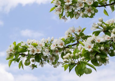Bahar çiçekli beyaz elma ağacı mavi gökyüzüne yakın çekim