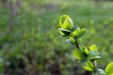 Genç bahar yapraklı bir dal, seçici odaklı yeşil bir resim.