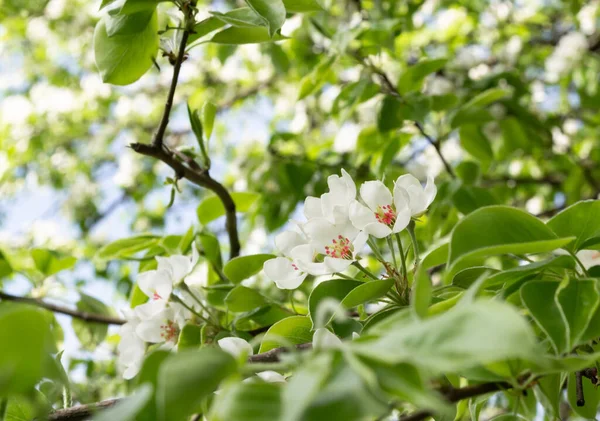 Spring flowering white apple tree close up, background defocus — Stock Photo, Image