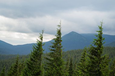 Güzel dağ manzarası. Dağlarda yaz günü. Ukrayna Karpatları
