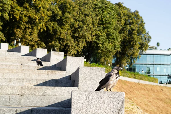 The ravens sit on the gray steps leading to the park. Black crows sit on the steps. Birds in an urban environment