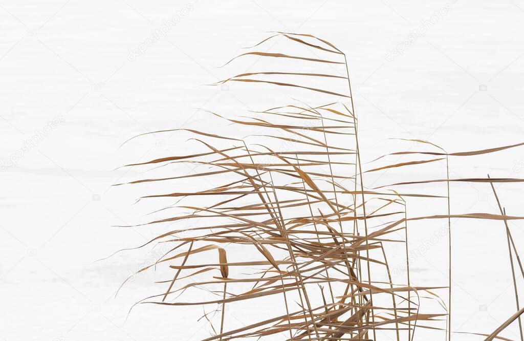 Dry reed on white snow. The reeds sway in the wind.