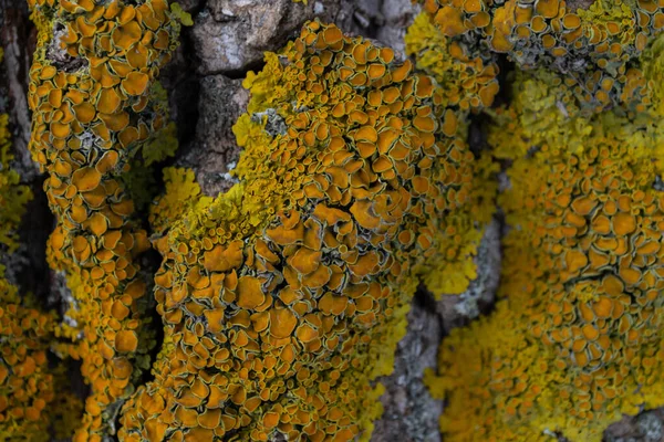 A bright yellow lichen has grown on the bark of the tree. Composite organism living on the bark of trees — Stock Photo, Image