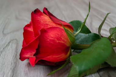 Gri tahtalarda taze kırmızı gül çiçeği yakın