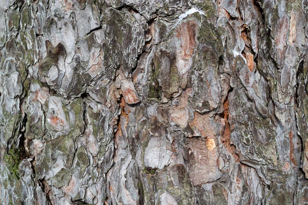 Struttura della corteccia dell'albero. Schema astratto. Sfondo naturale. — Foto Stock