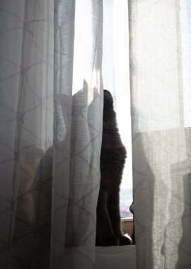 Perdenin arkasındaki kedi silueti. Penceredeki kedi güneşte güneşleniyor. Dikey fotoğraf