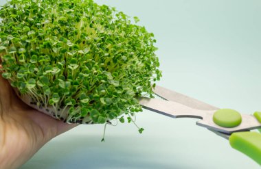 Baselik mikro damarını kesiyorum. Fesleğen tohumlu mikroçerezler. Sağlıklı gıda ve vejetaryenlik kavramı. Organik