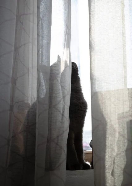 Silhouette einer Katze hinter einem Vorhang. Die Katze am Fenster sonnt sich in der Sonne. Vertikales Foto — Stockfoto