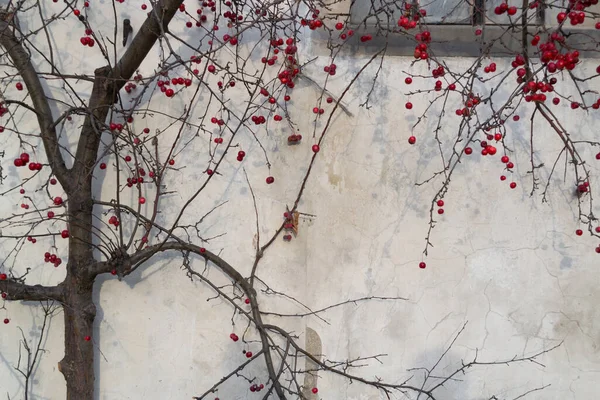 Appelboom met kleine rode appels zonder blaadjes op de achtergrond van een beige muur. Paradijselijke appels. Rechtenvrije Stockfoto's