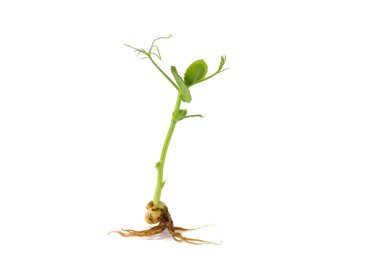 Genç yeşil bezelye filizi beyaz arka planda izole edilmiş. organik bezelye filizi, mikro yeşiller