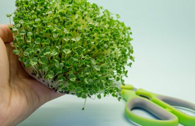 Baselik mikro damarını kesiyorum. Fesleğen tohumlu mikroçerezler. Sağlıklı gıda ve vejetaryenlik kavramı. Organik