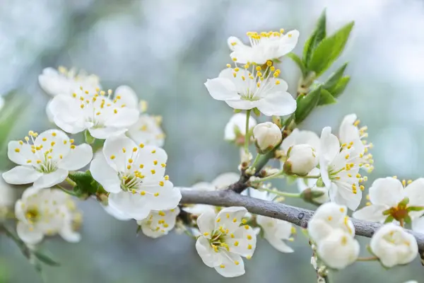 Весенний сливовый цвет вишни крупным планом, фоновый дефокус — стоковое фото