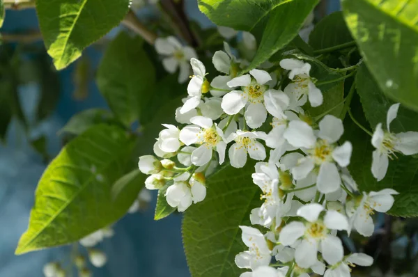 Ramo de flores blancas de primavera. Ramas de cereza —  Fotos de Stock