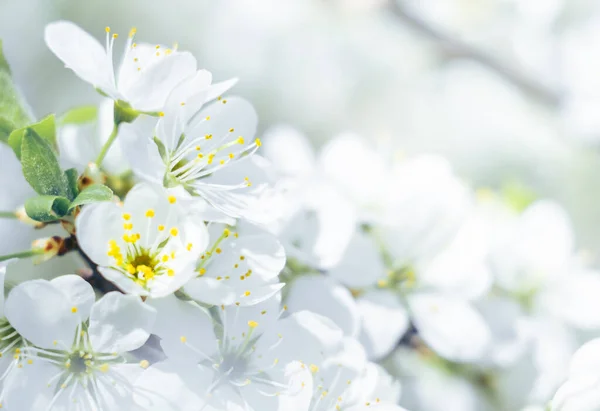 Цветочный фон белых цветов вне фокуса. — стоковое фото