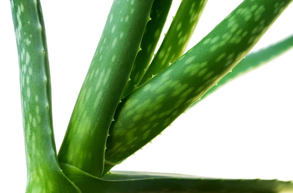 Aloe Vera levelek elszigetelt fehér háttérrel. Természetes Aloe Vera Plant kozmetikai, alternatív gyógyászat — Stock Fotó