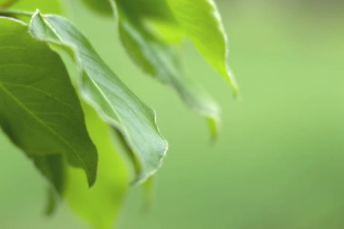 Beautiful soft focus leaves background with copy space for your text in green