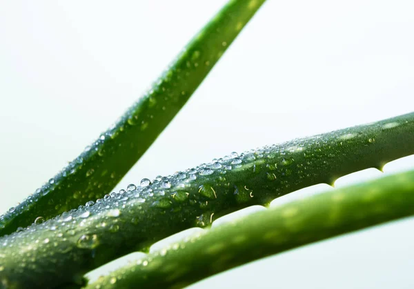 Foglie di aloe vera con gocce d'acqua. Aloe vera vegetale naturale per cosmetici, medicina alternativa — Foto Stock