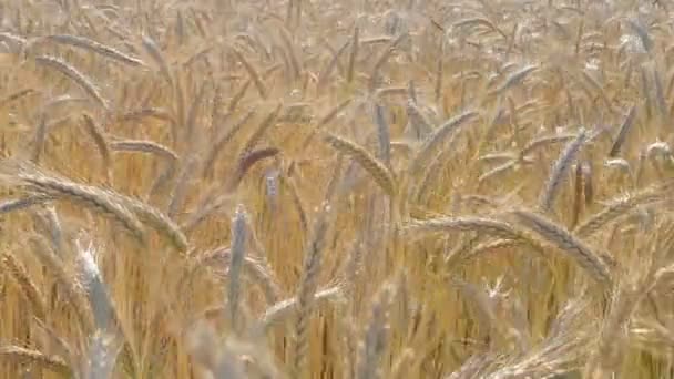 Zralé pšeničné pole se houpe ve větru. Pšeničné hřeby připravené ke sklizni — Stock video