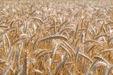 Olgun buğday tarlası. Buğday dikenleri hasat için hazır. Çiftlik kavramı