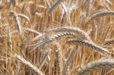 Olgun buğday tarlası, dikenli dikenler. Buğday dikenleri hasat için hazır. Çiftlik kavramı