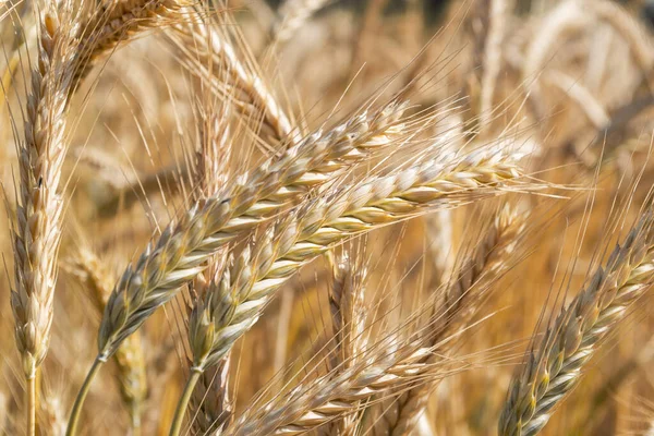 Zralé pšeničné pole, ostny zblízka. Pšeničné kolíky jsou připraveny ke sklizni. Koncept farmy — Stock fotografie