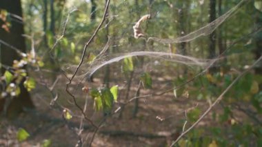 Örümcek ağı, ormanda güneşte parlayan örümcek ağı..