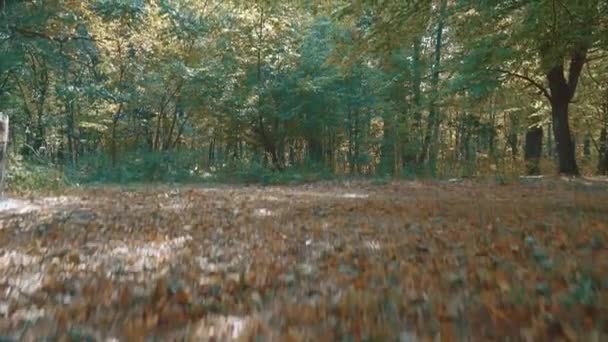 Camera beweging omhoog van een bos onverharde weg bezaaid met herfst gele droge bladeren naar de kronen van bomen. Bospanorama op een zonnige herfstdag. — Stockvideo