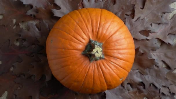 Sammansättning av orange pumpa och höstlöv. Hösten fortfarande liv ovanifrån. Cirkelrotation. Halloween semester. — Stockvideo