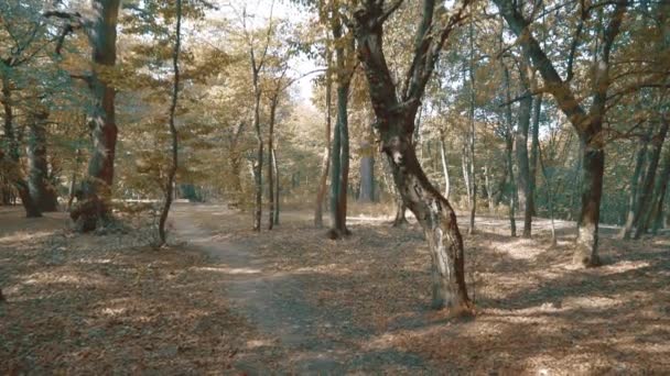 木々の王冠から秋の黄色の乾燥した葉が並ぶ森林未舗装の道路にカメラのパノラマ。秋の晴れた日の森のパノラマ. — ストック動画