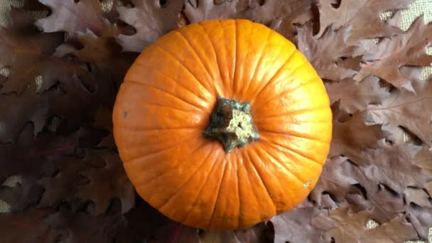 Sammansättning av orange pumpa och höstlöv. Hösten fortfarande liv ovanifrån. Cirkelrotation. Halloween semester. — Stockvideo
