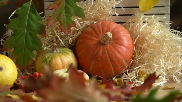 Kamerarörelse på en sammansättning av pumpor och höstlöv. Fallande höstlöv. Hösten lever fortfarande. Halloween semester. — Stockvideo