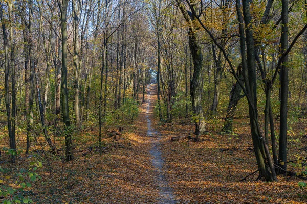 Foresta autunnale in una giornata di sole. Sentiero forestale coperto di foglie gialle, dorate, secche. — Foto Stock