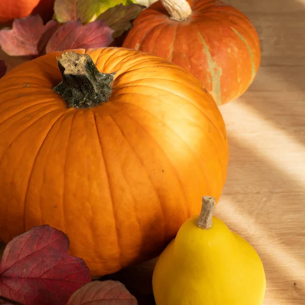 Composition Pumpkins Autumn Leaves Autumn Still Life Halloween Holiday — Stock Photo, Image