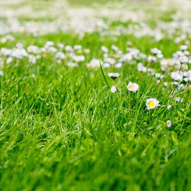 Papatya tarlasından bahar arkaplanı. Yeşil çimenler. Marguerite çimlerde.