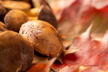 Şükran Günü arkaplanı orman mantarları ve sonbahar yapraklarıyla süslenmiş. Sonbahar hala hayattır. Cadılar Bayramı.