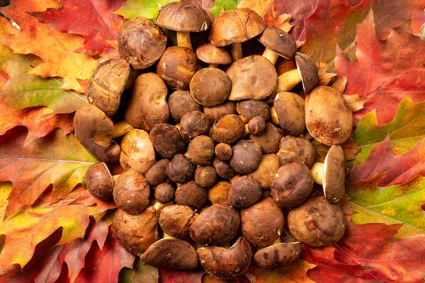 Hintergrund zum Erntedankfest mit Waldpilzen und Herbstblättern dekoriert. Herbstliches Stillleben. Halloween-Feiertag. — Stockfoto