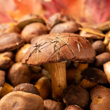 Şükran Günü arkaplanı orman mantarları ve sonbahar yapraklarıyla süslenmiş. Sonbahar hala hayattır. Cadılar Bayramı.