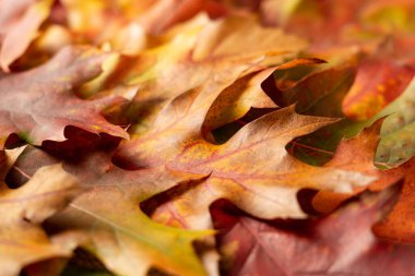 Bokeh 'li renkli yaprakların sonbahar arkaplanı. Sonbahar yapraklarının dokusunun yakın plan fotoğrafı. Şükran Günü geçmişi.