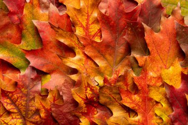 Renkli yaprakların sonbahar arkaplanı. Sonbahar yapraklarının dokusunun yakın plan fotoğrafı. Şükran Günü geçmişi.