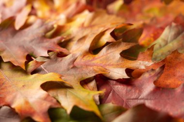 Bokeh 'li renkli yaprakların sonbahar arkaplanı. Sonbahar yapraklarının dokusunun yakın plan fotoğrafı. Şükran Günü geçmişi.