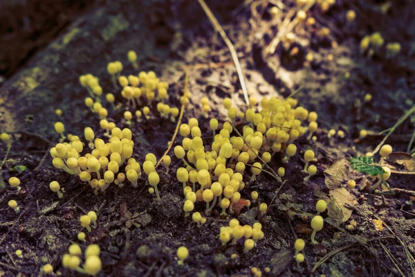 Mikroliv. Små svampar på mossa. — Stockfoto